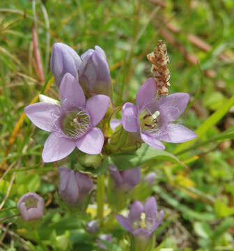 Imagem de Gentianella ramosa (Hegetschw.) J. Holub