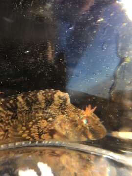 Image of Notchbrow blenny