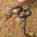 Image of Banded Ground Snake