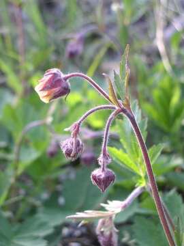 Image of Water Avens