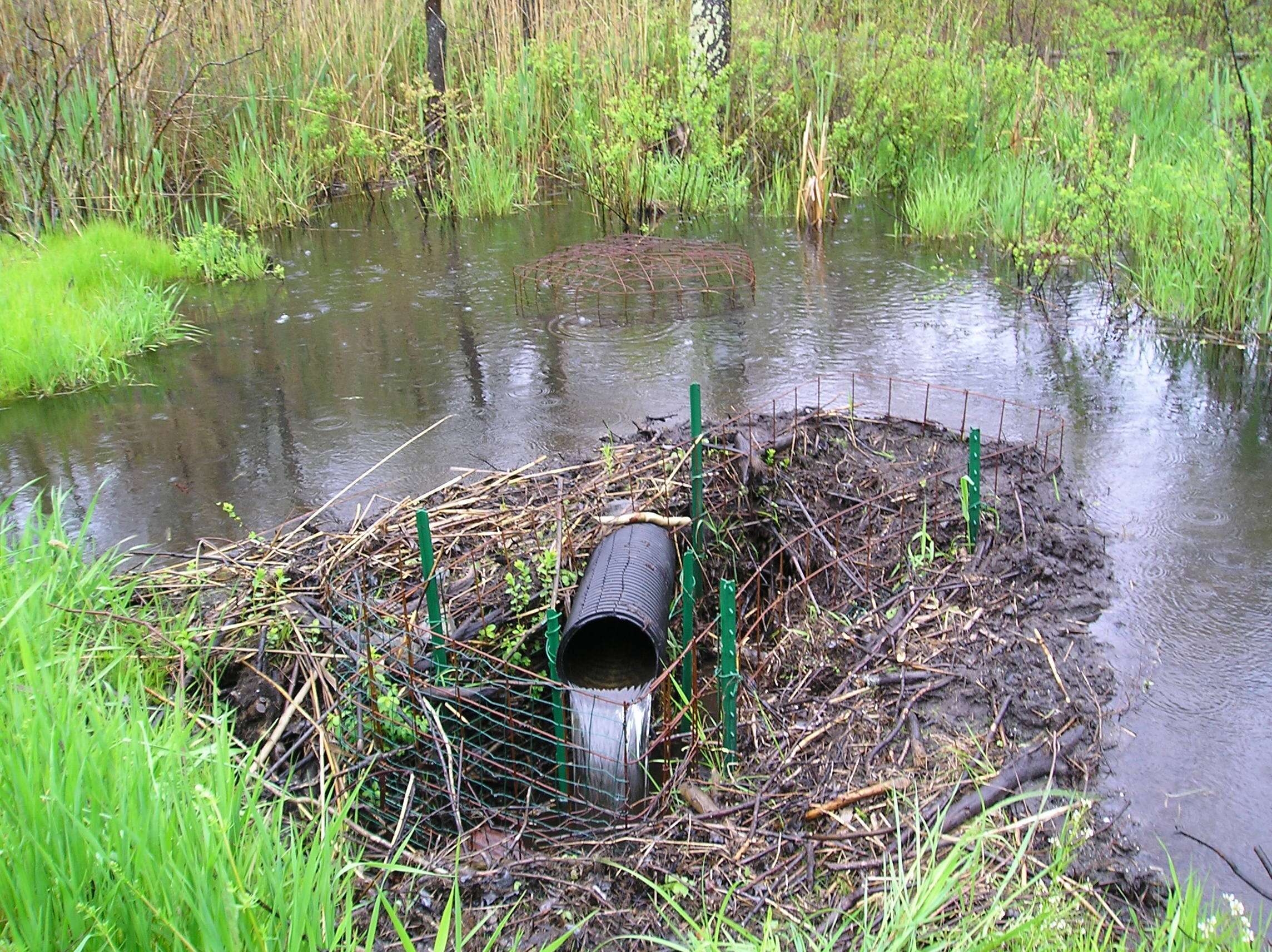 Image of European beaver