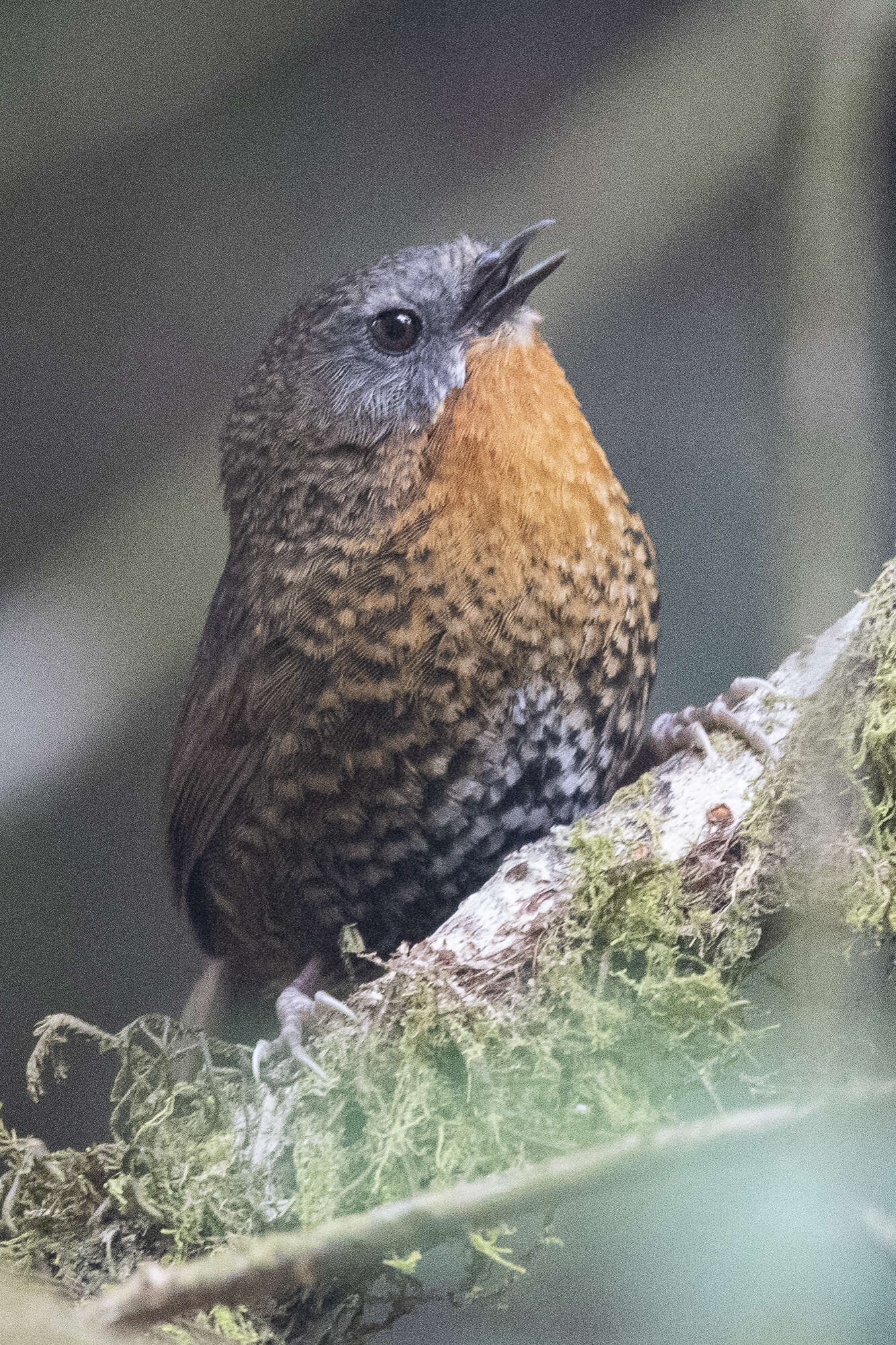 Image of Rufous-throated Wren Babbler