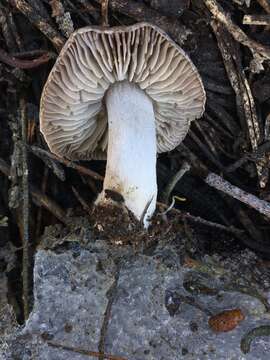 Image of Tricholoma moseri Singer 1989