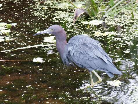 Image of Little Blue Heron