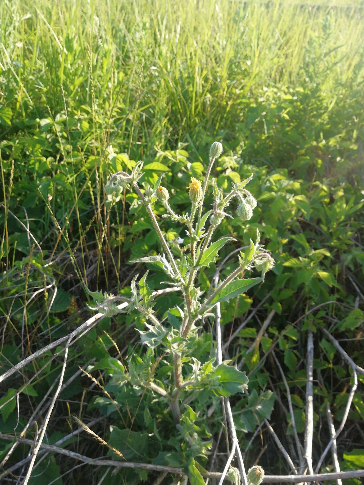 Sivun Crepis foetida subsp. rhoeadifolia (M. Bieb.) Celak. kuva