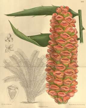 Image of Mombasa Cycad