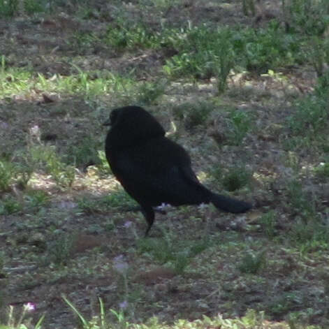 Image of Bronzed Cowbird