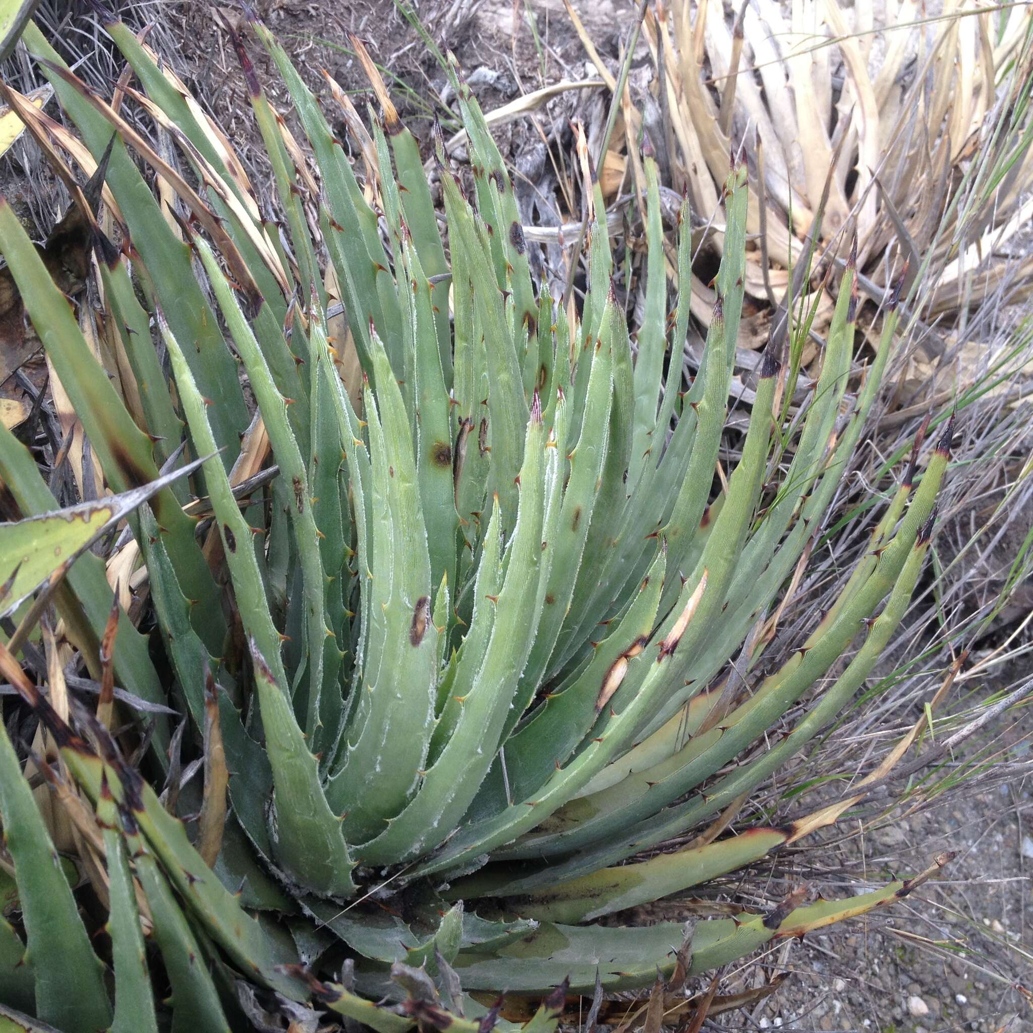 Hechtia perotensis I. Ramírez & Mart.-Correa的圖片