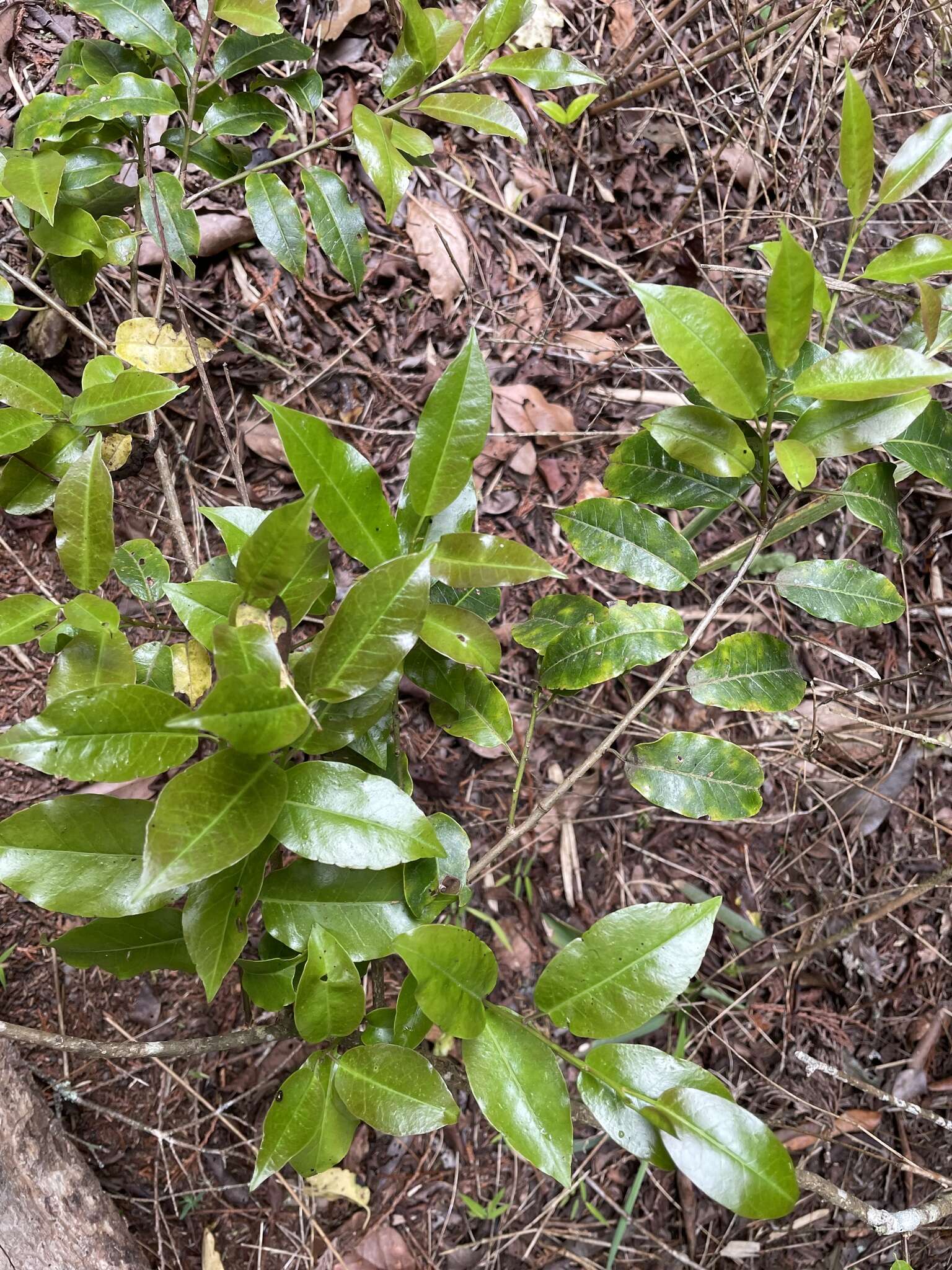 Image de Ilex pedunculosa Miq.