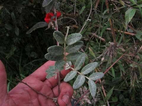 Image of Mutisia clematis L. fil.