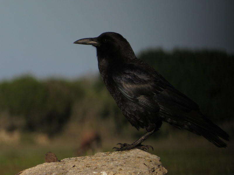 Image of Corvus capensis capensis Lichtenstein & Mhk 1823