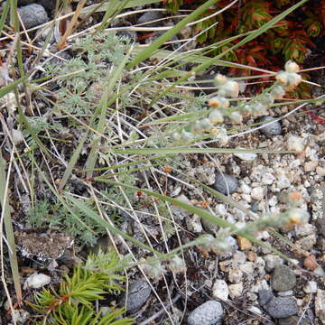 Image of forked wormwood