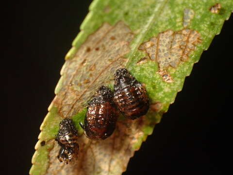 Image of Plagiodera (Plagiomorpha) arizonae Crotch 1873