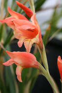 صورة Gladiolus dalenii Van Geel