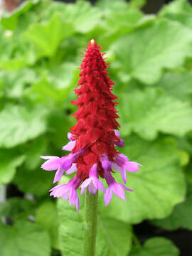 Image of Primula vialii Delavay ex Franch.