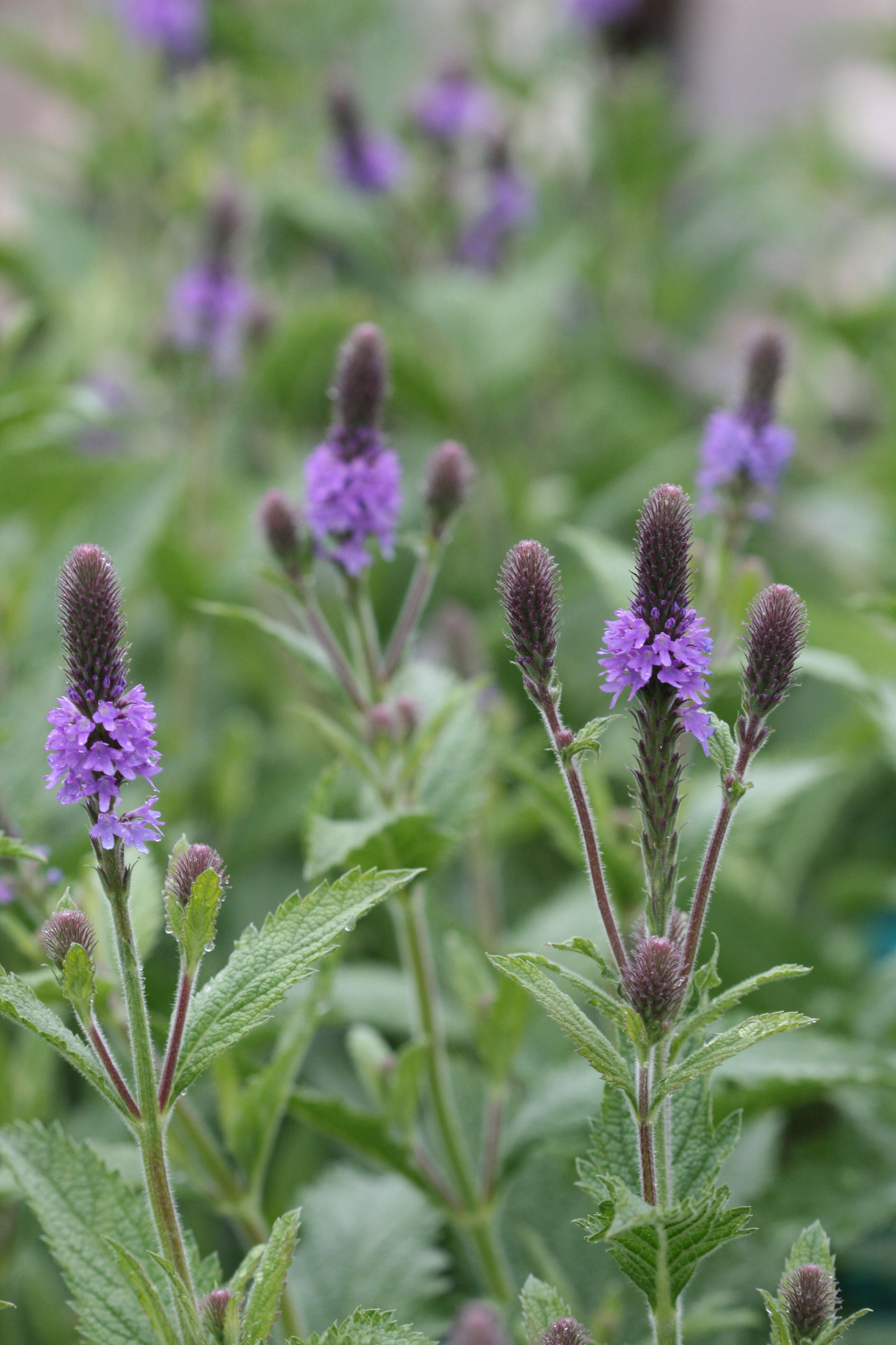 Image of vervain