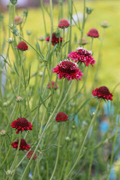 Image of Mediterranean sweet scabious