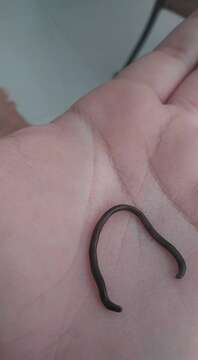 Image of Andasibe Blind Snake