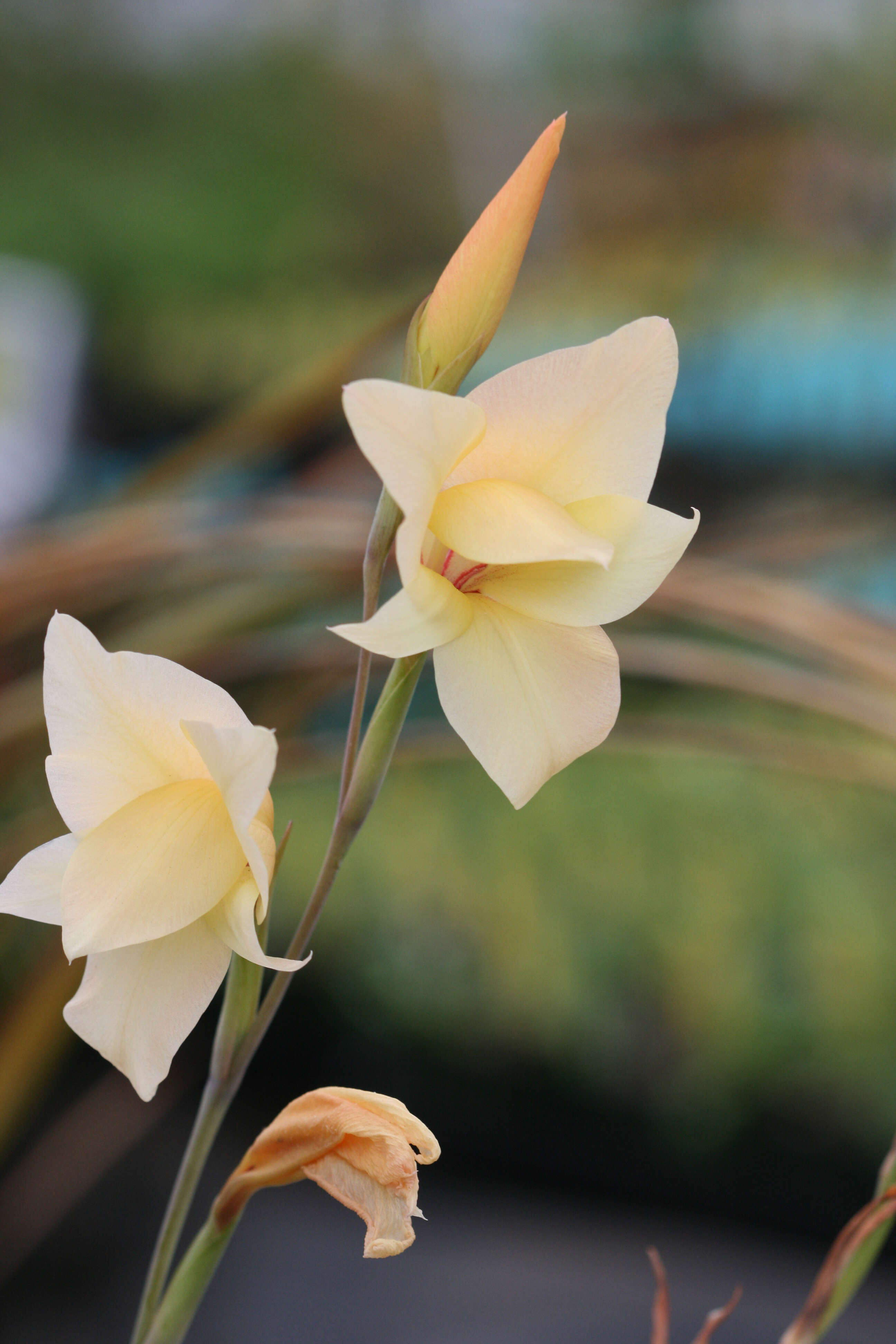 صورة Gladiolus dalenii Van Geel