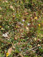 Image of Neurotheca loeselioides (Spruce ex Prog.) Baill.