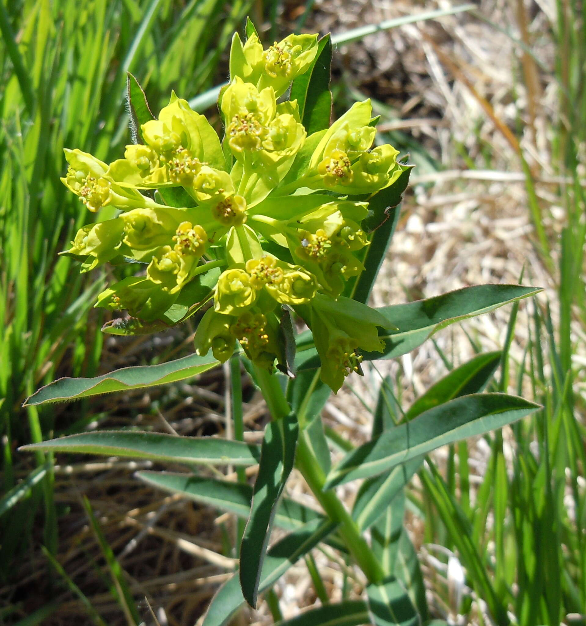 Image of Hairy Spurge