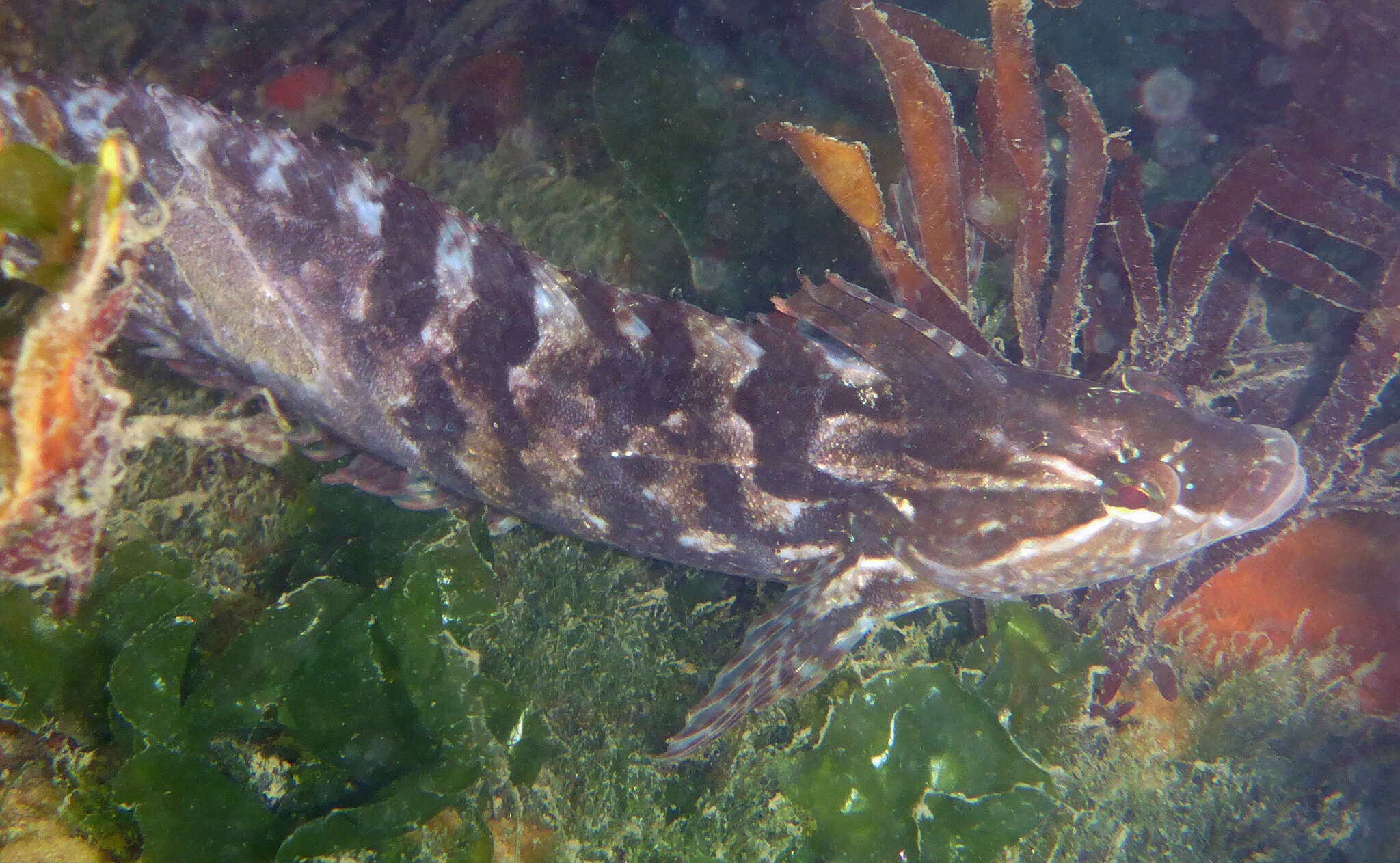 Image of Striped Kelpfish