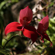 Image of Red Disa