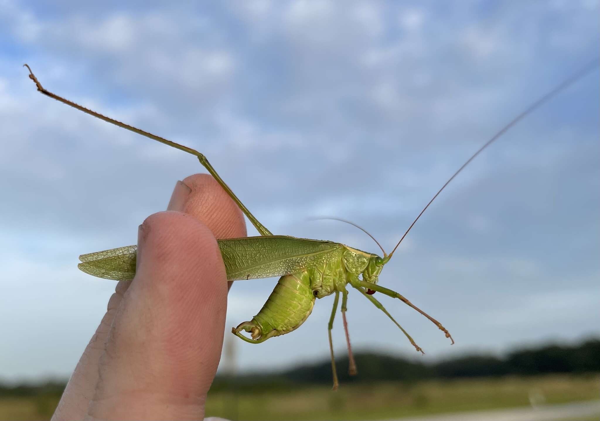 Image of Texas Bush Katydid