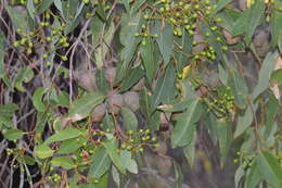 Sivun Corymbia calophylla (Lindl.) K. D. Hill & L. A. S. Johnson kuva