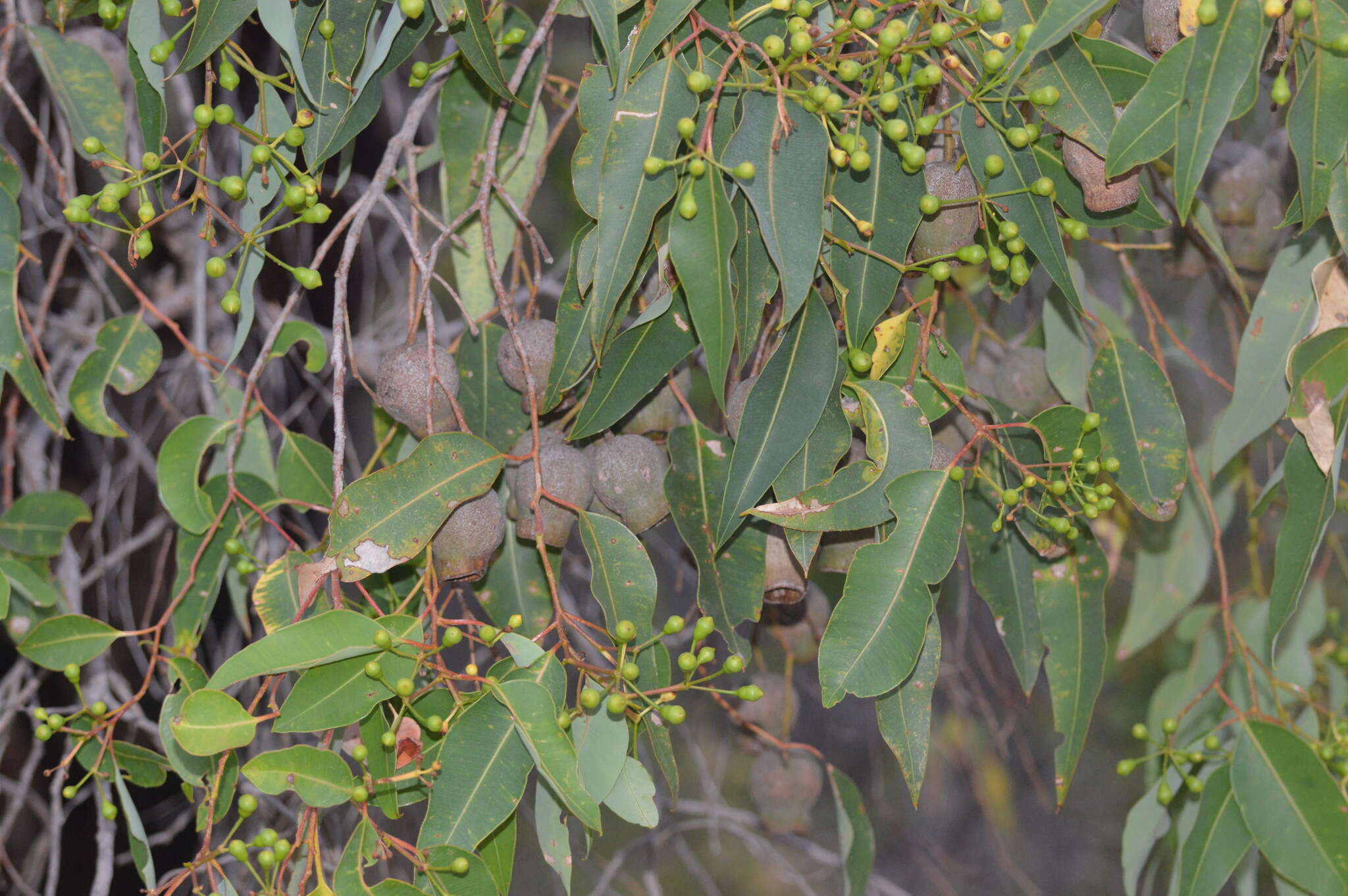 Sivun Corymbia calophylla (Lindl.) K. D. Hill & L. A. S. Johnson kuva