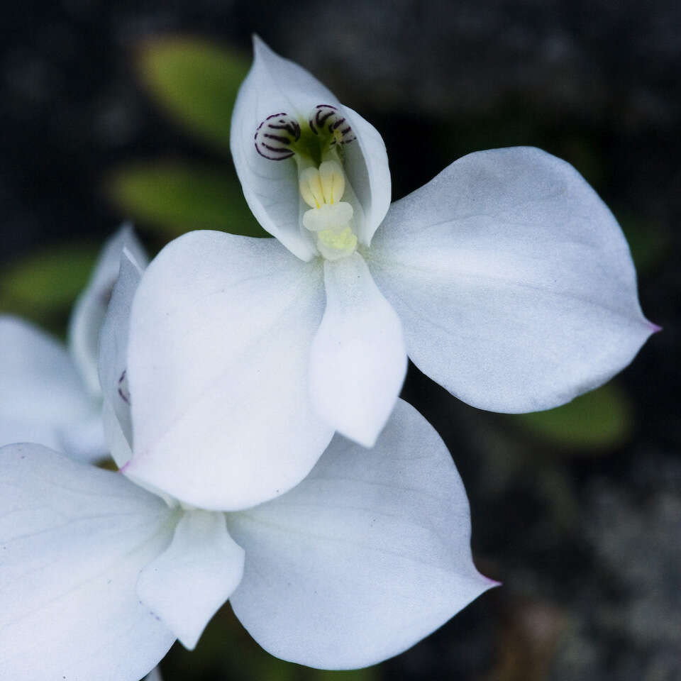 Image of Disa virginalis H. P. Linder