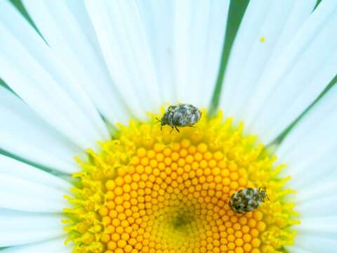 Image of Sacramento Anthicid Beetle