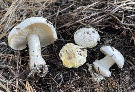 Image of Tricholoma apium Jul. Schäff. 1925