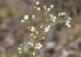 Imagem de Eremogone saxatilis (L.)