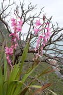 Image of Cape bugle-lily