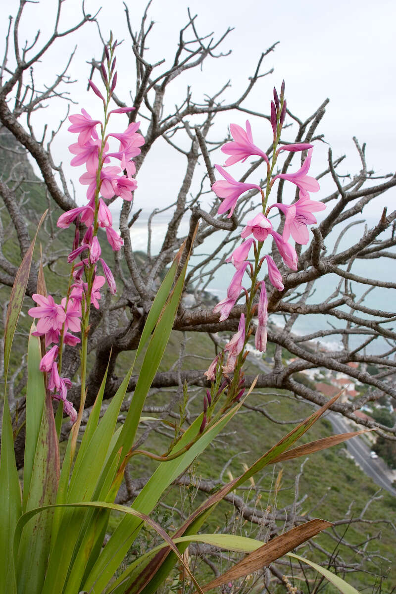 Image of Cape bugle-lily