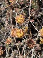 Image of Munz's buckwheat