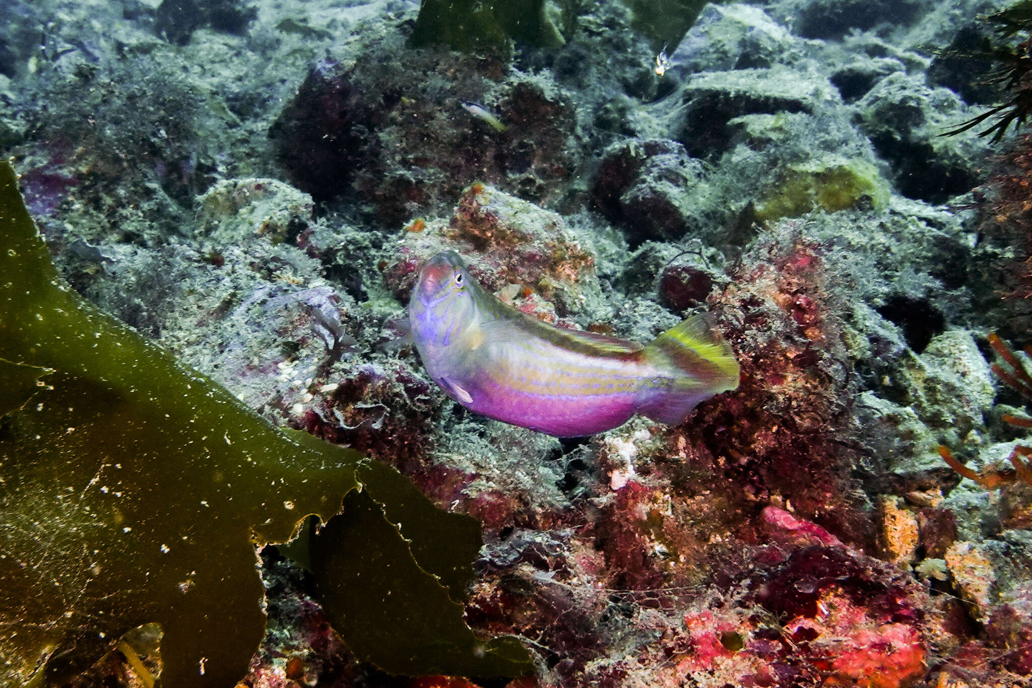 Image of Rainbow Slender Wrasse