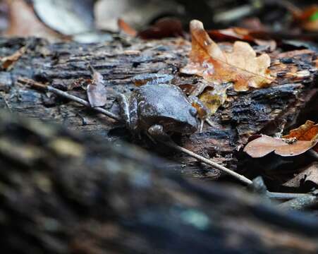 Image of Rosy Ground Frog