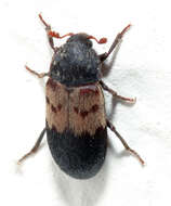 Image of larder beetle