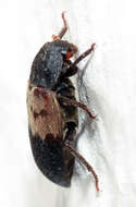 Image of larder beetle