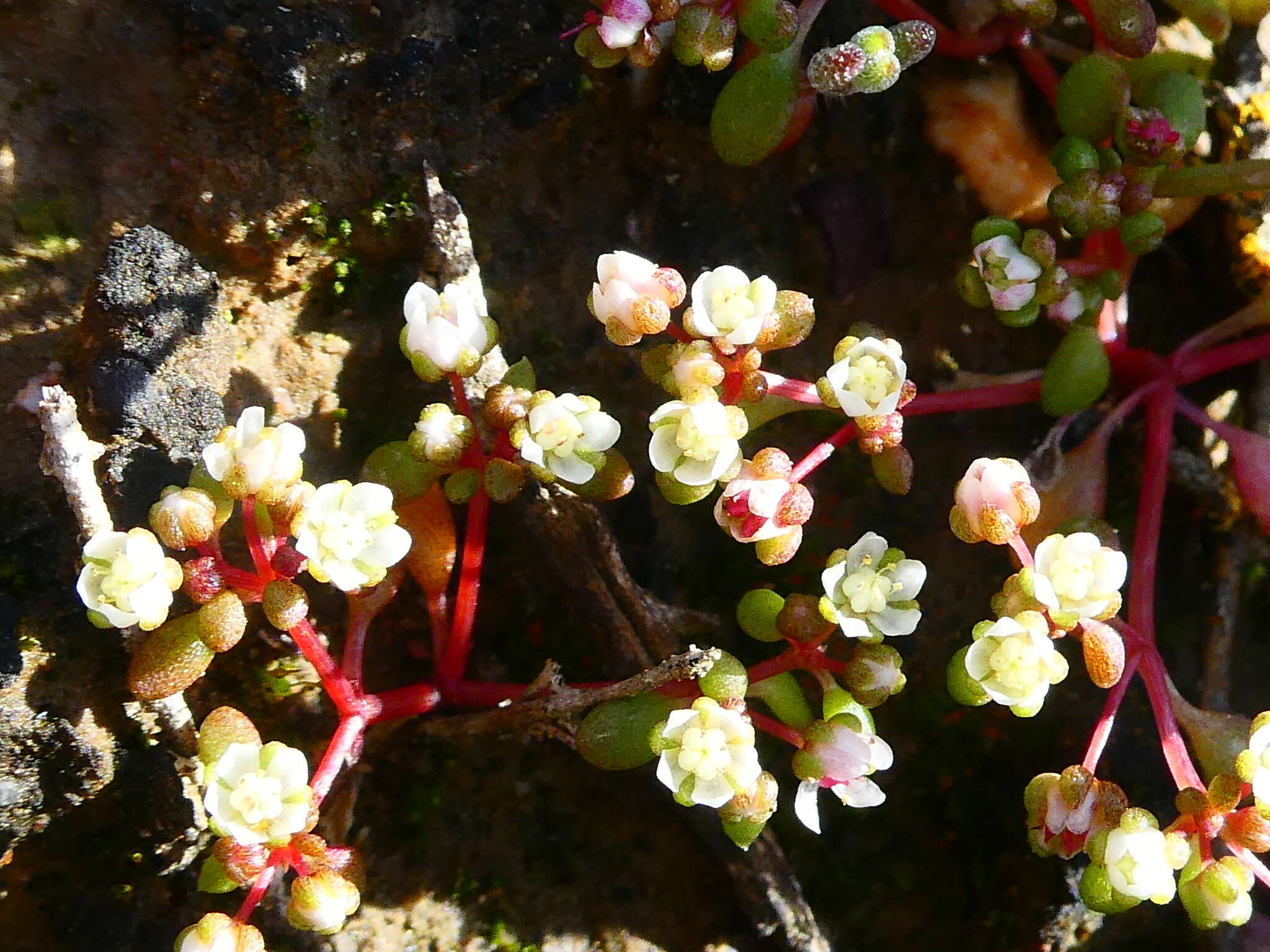 Image of Crassula dodii Schönl. & Baker fil.