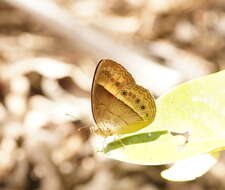 Image of Orange Bush-brown