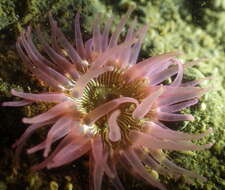 Image of incubating anemone