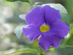 Image de Thunbergia erecta (Benth.) T. Anders.