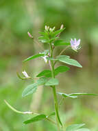 Imagem de Sieruela rutidosperma (DC.) Roalson & J. C. Hall