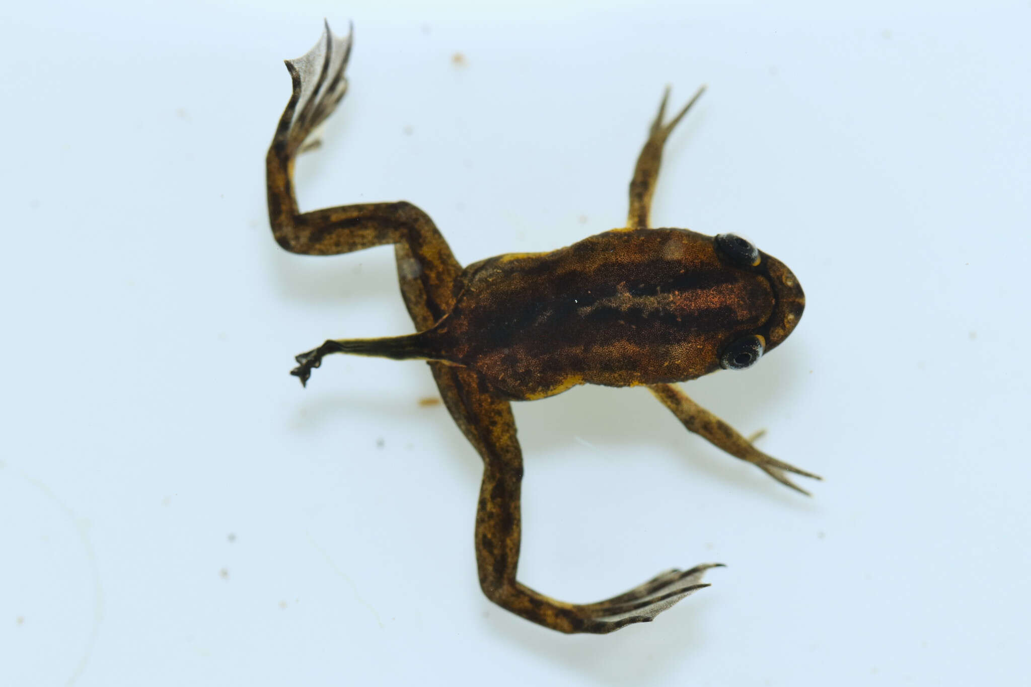 Xenopus gilli Rose & Hewitt 1927 resmi