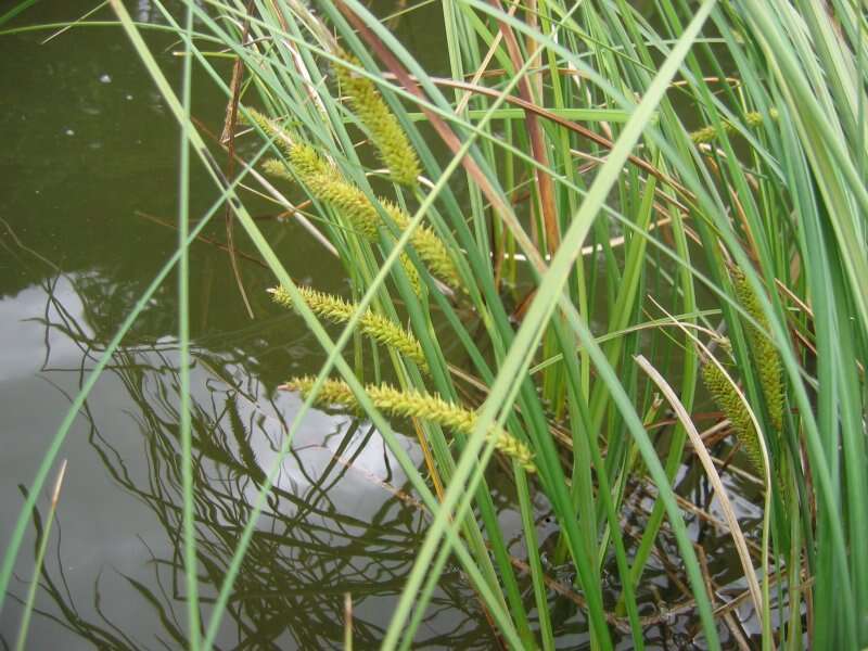 Image of beaked sedge