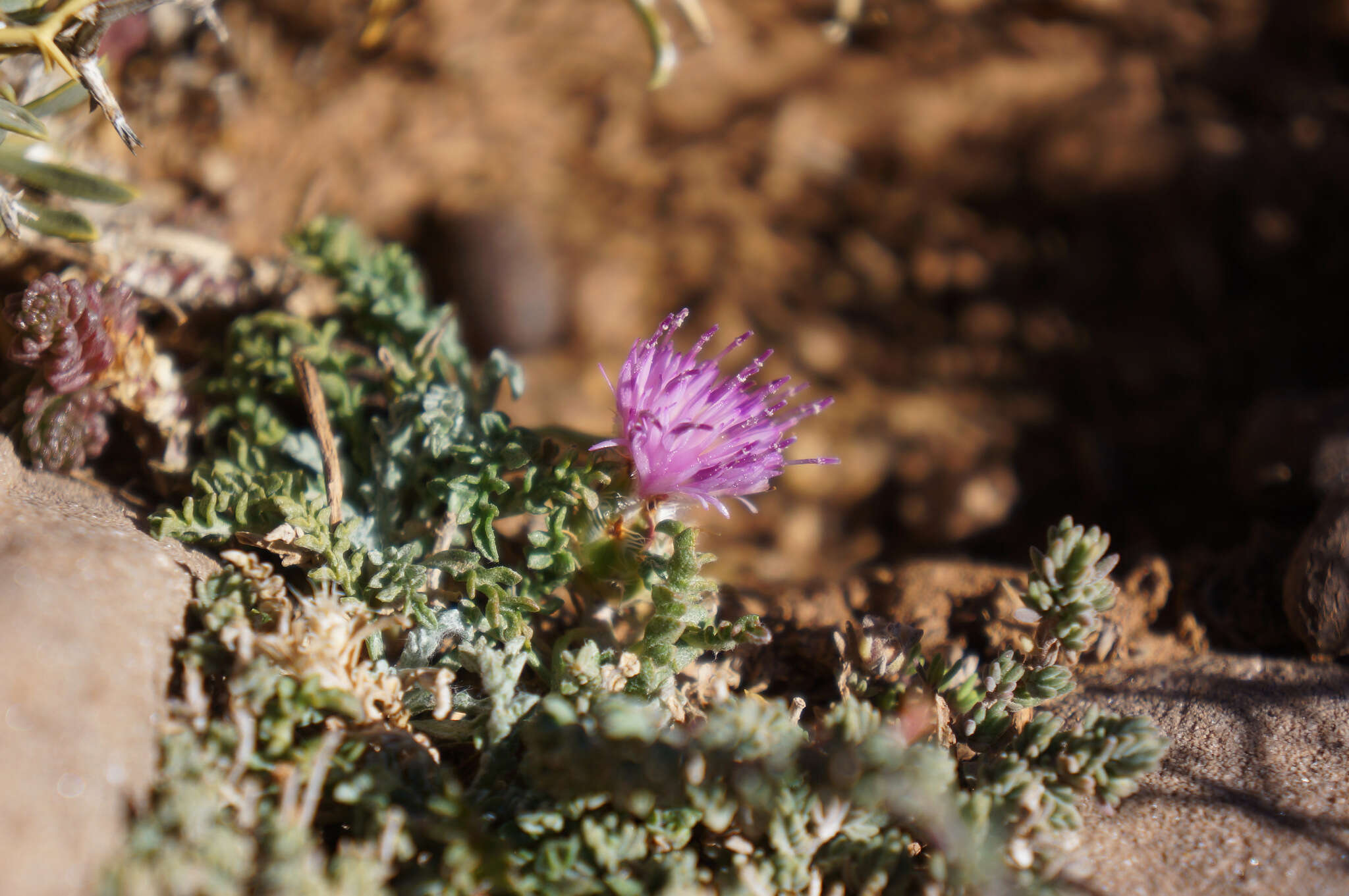 Centaurea resupinata Coss. resmi