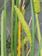 Image of beaked sedge